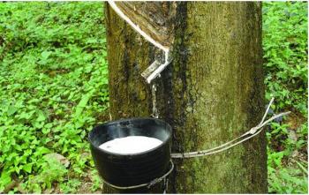 XUẤT KHẨU CAO SU ĐẠT 1 TỶ USD TRONG 7 THÁNG ĐẦU NĂM 2018