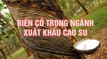 THĂNG TRẦM TRONG NGÀNH XUẤT KHẨU CAO SU