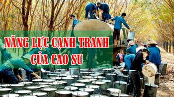 NÂNG CAO NĂNG LỰC CẠNH TRANH CỦA SẢN PHẨM CAO SU VIỆT NAM