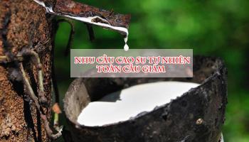 NHU CẦU CAO SU TỰ NHIÊN TOÀN CẦU DỰ BÁO GIẢM