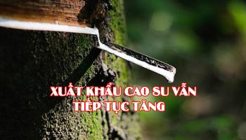 CAO SU XUẤT KHẨU SANG TRUNG QUỐC, NHẬT BẢN, BRAZIL, HÀ LAN VẪN TĂNG KHẢ QUAN