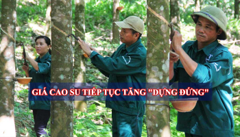GIÁ CAO SU TIẾP TỤC TĂNG