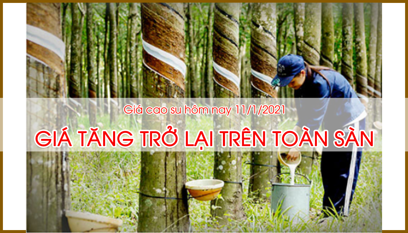  RUBBER PRICE TODAY 11/01/2021: THE PRICE IS INCREASING