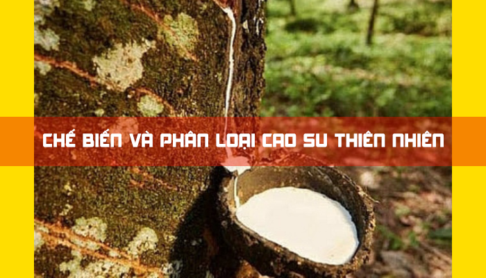 PROCESSING AND CLASSIFICATION OF NATURAL RUBBER 