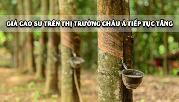 GIÁ CAO SU TRÊN THỊ TRƯỜNG CHÂU Á TIẾP TỤC TĂNG