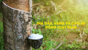 NGÀY 6/4: GIÁ DẦU, VÀNG VÀ CAO SU ĐỒNG LOẠT GIẢM