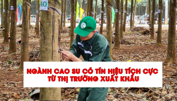 NGÀNH CAO SU CÓ TÍN HIỆU TÍCH CỰC TỪ THỊ TRƯỜNG XUẤT KHẨU