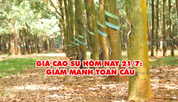 CẬP NHẬT GIÁ CAO SU HÔM NAY 21/7: GIẢM MẠNH TOÀN CẦU