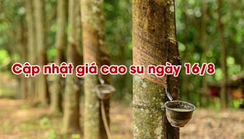 CẬP NHẬT GIÁ CAO SU NGÀY 16/8