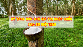 MỸ TĂNG GẦN 82% GIÁ TRỊ NHẬP KHẨU CAO SU VIỆT NAM