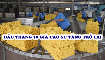 GIÁ CAO SU ĐẦU THÁNG 10 TĂNG TRỞ LẠI