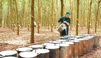 VIỆT NAM TRỞ THÀNH NHÀ CUNG CẤP CAO SU LỚN NHẤT CHO ẤN ĐỘ