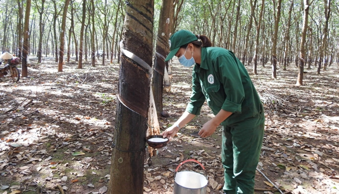 VIETNAM IS THE WORLD'S THIRD BIGGEST COUNTRY IN SUPPLY OF NATURAL RUBBER