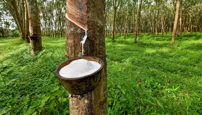WHY RUBBER CONTINUOUSLY DECREASING PRICES